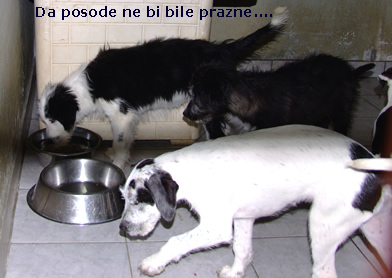 posvojitev na daljavo